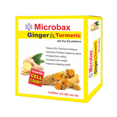 Ginger and Turmeric Kit