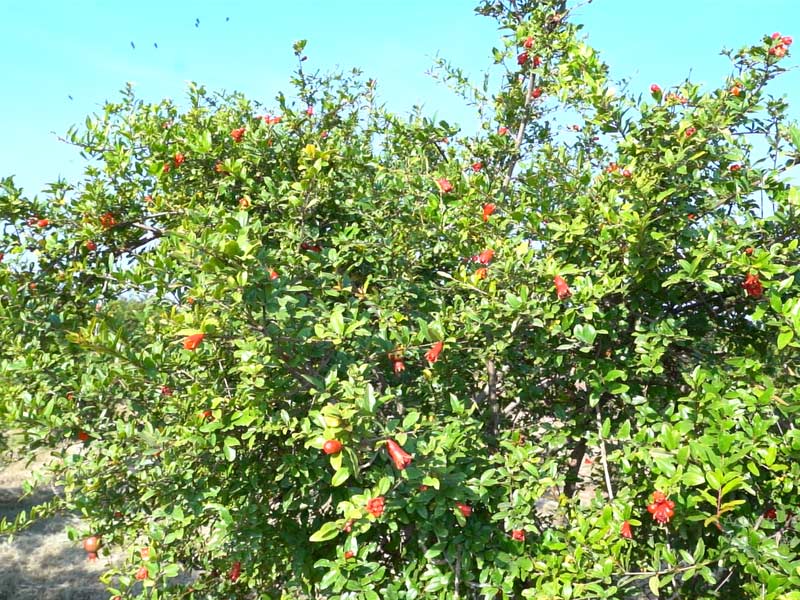 Haritpane Agro Contract farming