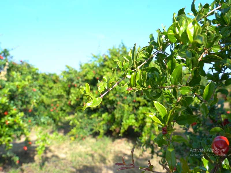 Haritpane Agro Contract farming