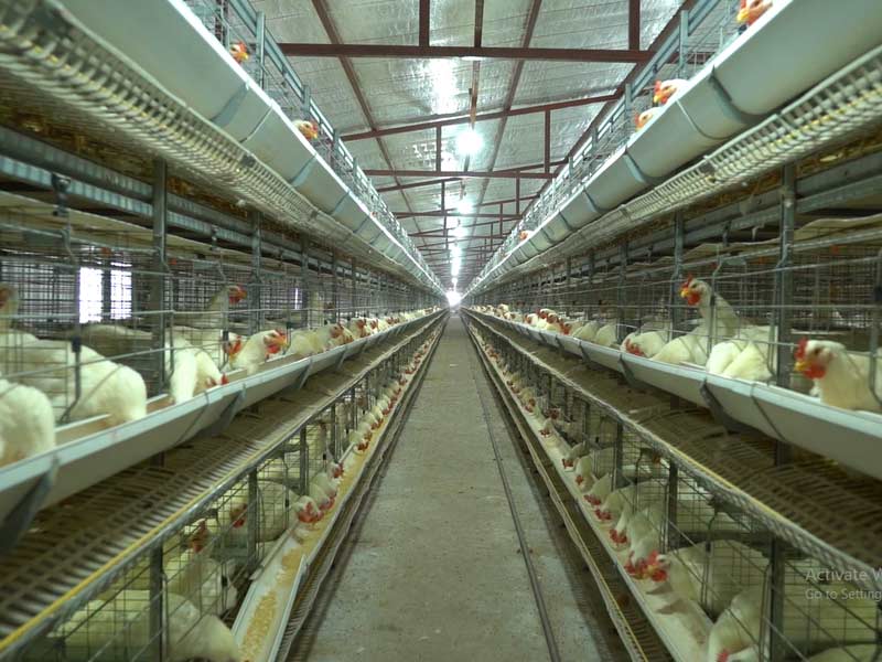 Haritpane Agro Poultry Unit