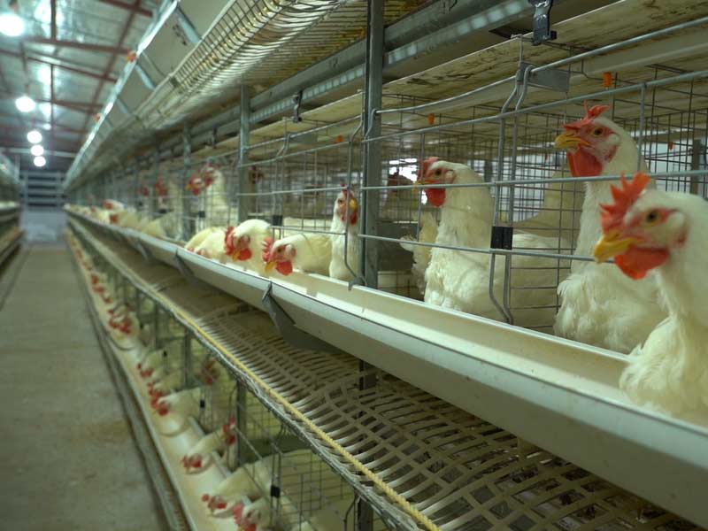 Haritpane Agro Poultry Unit