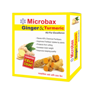 Ginger and Turmeric Kit